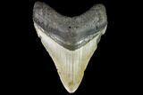 Fossil Megalodon Tooth - North Carolina #109859-1